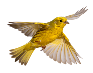  - Yellow Bird Flying Upward with Motion Blur, Side Angle, Transparent Background PNG