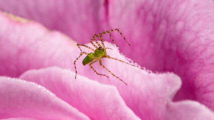 A tiny green lynx spider rests on a pink flower petal surrounded by water dew droplets