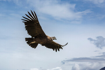 vulture in flight