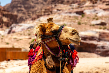 camel in the desert
