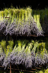 Bunches of lavender drying on racks in Mevouillon, Drome, France