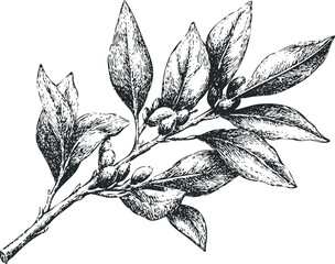 Black and white ink sketch of a bay leaf branch with buds