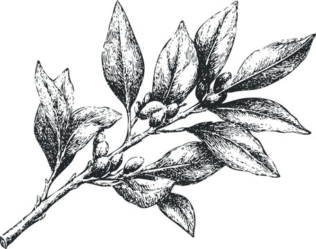 Black and white ink sketch of a bay leaf branch with buds