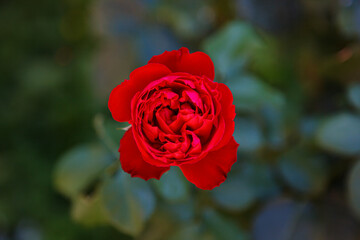 red rose in garden