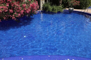 Swimming pool and oleander shrub outdoors on sunny day