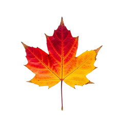 Obraz premium Vibrant maple leaf with autumnal hues perfect for seasonal displays transparent background