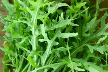 Fototapeta premium A pattern of ripe fresh arugula leaves just picked from a garden bed 