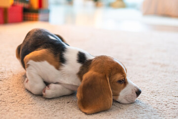 Funny portrait cute puppy dog beagle indoor. Pet dog resting at home. Puppy dog indoors in domestic...