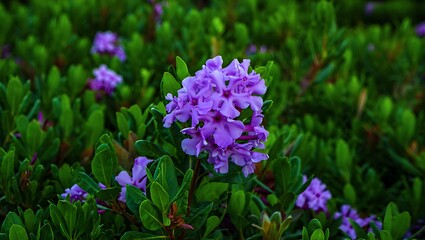 Obraz premium Small clusters of purple flowers
