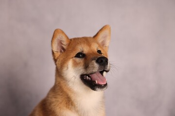 Cute Shiba Inu puppy near grey wall indoors