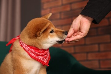 Owner giving dog treat to Shiba Inu puppy on armchair at home, closeup