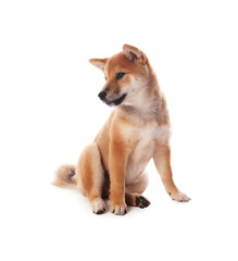 Cute Shiba Inu puppy on white background