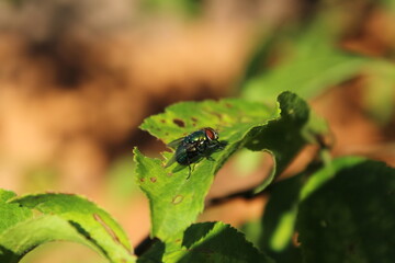 Green bottle fly on a leaf