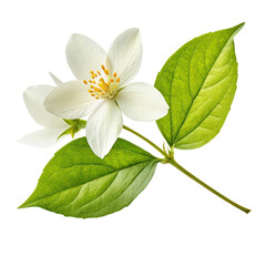 Obraz premium Fresh green organic jasmine flower isolated on white background png transparent back image detailed floral close-up png delicate blossom nature png organic greenery white backdrop png