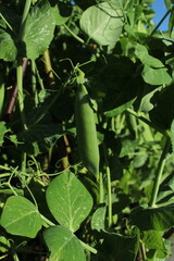 Green peas on. garden, pea 