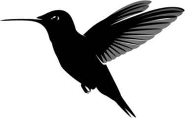 Obraz premium hummingbird in flight 