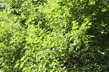 Fototapeta premium Beautiful tree with green leaves growing outdoors, closeup