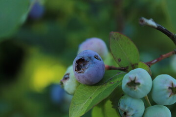 Canadian blueberry on garden 