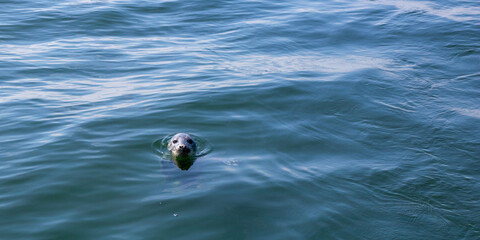 Seal swimming in the Baltic Sea near Finland. Wild marine animal in natural habitat, symbol of Arctic wildlife, ecology, biodiversity and fragile marine ecosystem of northern Europe
