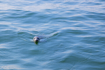 Seal swimming in the Baltic Sea near Finland. Wild marine animal in natural habitat, symbol of Arctic wildlife, ecology, biodiversity and fragile marine ecosystem of northern Europe