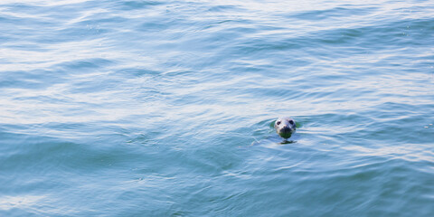 Seal swimming in the Baltic Sea near Finland. Wild marine animal in natural habitat, symbol of Arctic wildlife, ecology, biodiversity and fragile marine ecosystem of northern Europe
