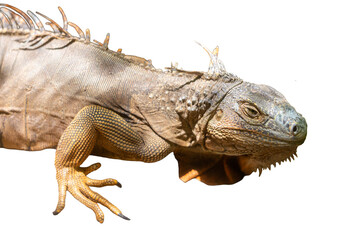 The mesmerizing close-up of a vibrant green iguana reveals its intricate scaled skin and captivating eye, a truly remarkable wild reptile