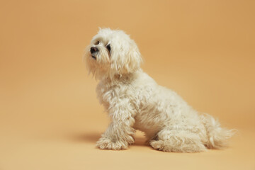 Cute white Maltese dog on beige background