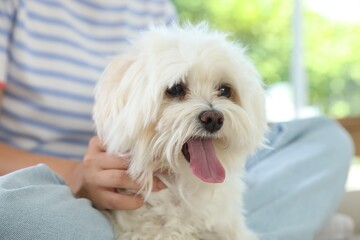 Teenage girl with cute Maltese dog at home, closeup