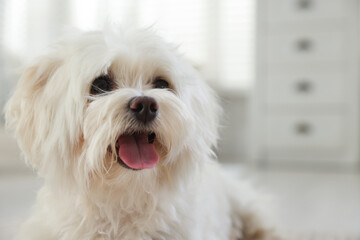 Cute white Maltese dog at home, space for text