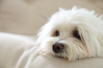 Cute white Maltese dog on sofa at home, closeup