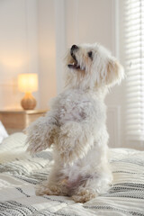 Cute white Maltese dog on bed at home