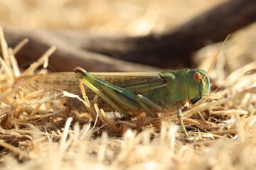 One locust on dry grass outdoors, closeup