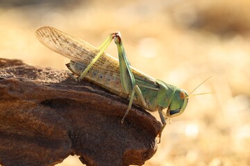 One locust on snag against blurred background, closeup