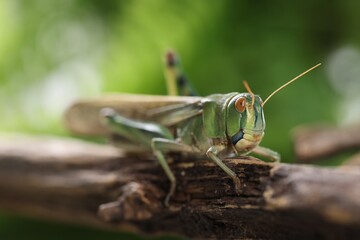 One locust on branch outdoors, closeup. Wild insect