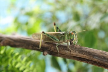 Fototapeta premium One locust on branch outdoors, closeup. Wild insect