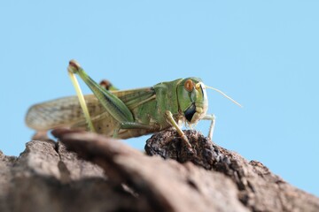 One locust on snag against light blue background, closeup. Wild insect
