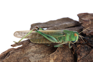 One locust on snag against white background. Wild insect