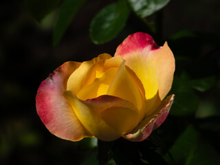 Bright Yellow and Red Rose Bloom.
