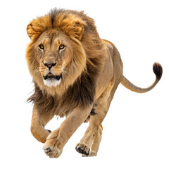 Obraz premium Majestic African lion jumping towards camera isolated on transparent background image png dynamic wildlife action png close-up of powerful predator leaping png nature photography png energetic scene 