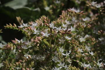 The common houseleek, Sempervivum tectorum, also known as hens and chicks, grouped together....