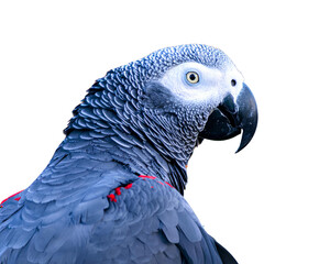 Obraz premium blue and yellow macaw isolated