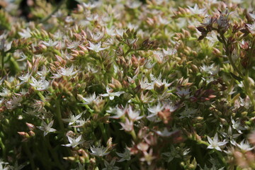 The common houseleek, Sempervivum tectorum, also known as hens and chicks, grouped together....
