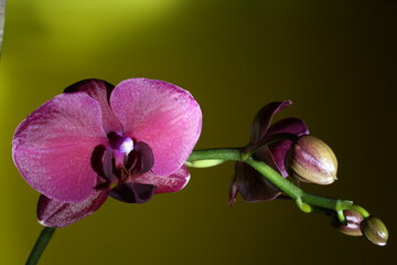 Pink orchid flower blooming indoors with elegant tropical style