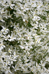A bush with many small white flowers. white flower background