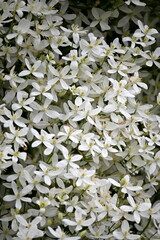 A bush with many small white flowers. white flower background