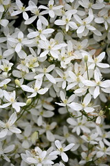 A bush with many small white flowers. white flower background