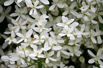A bush with many small white flowers. white flower background