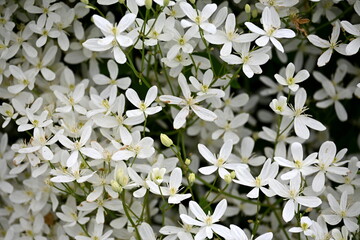 A bush with many small white flowers. white flower background