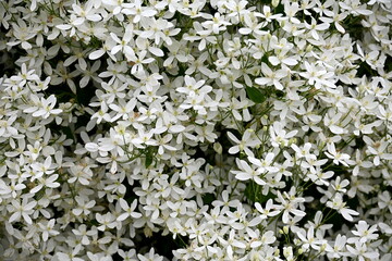 A bush with many small white flowers. white flower background