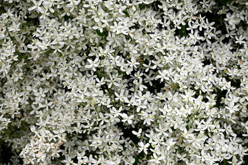 A bush with many small white flowers. white flower background